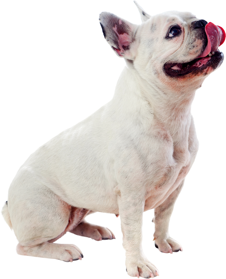 White Bulldog Cutout